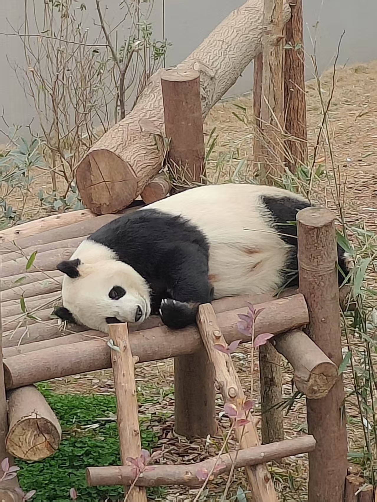 自家熊猫